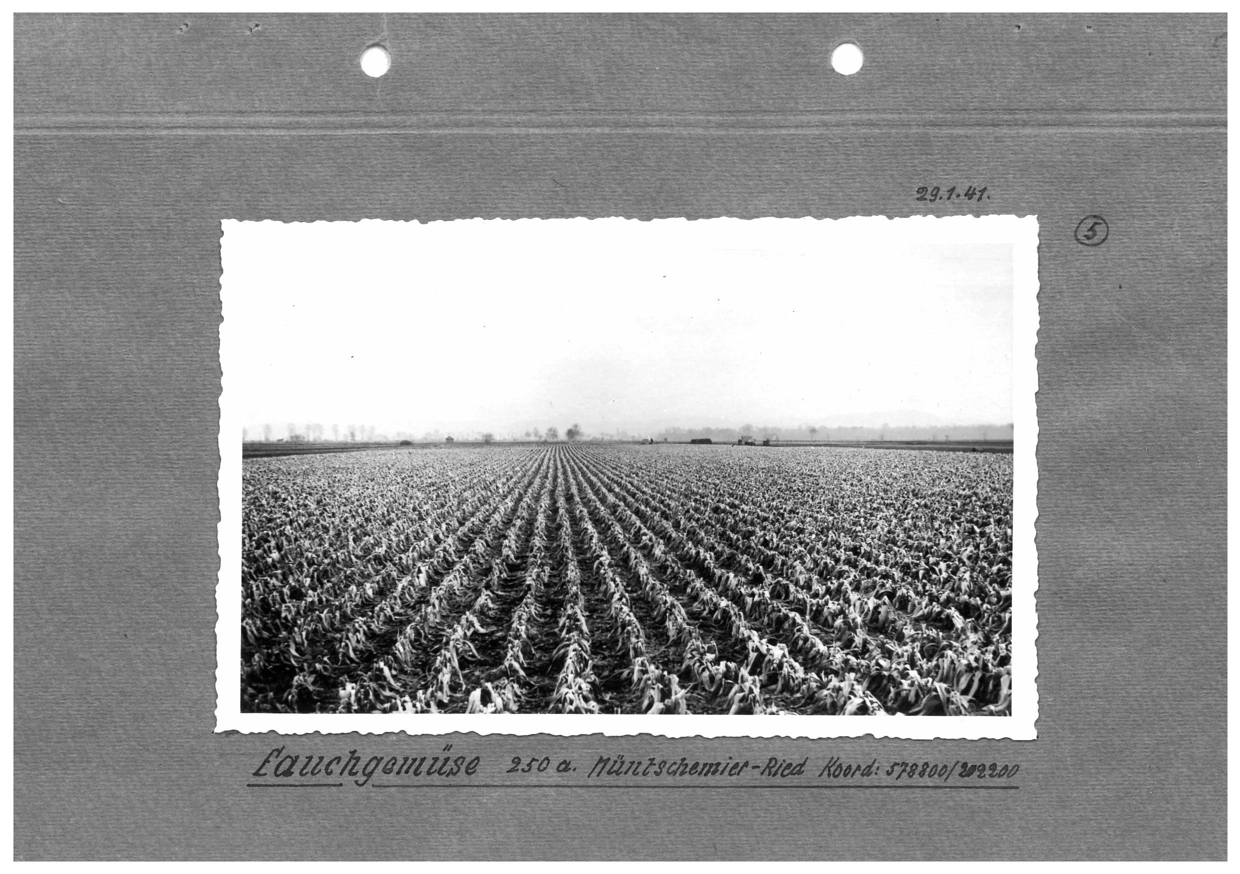 verfaultes Lauchgemüse bei Müntschemier-Ried