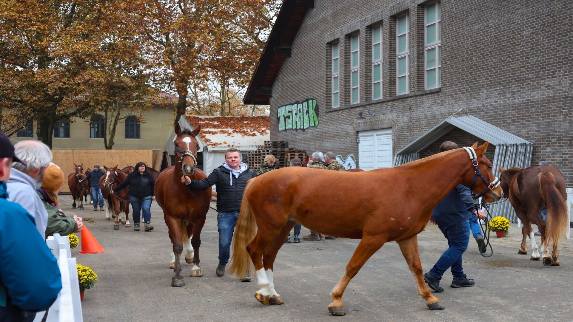 Auf diesem Bild sieht man die Halterinnen und Halter, die nacheinander junge Freiberger und Maultiere präsentieren.