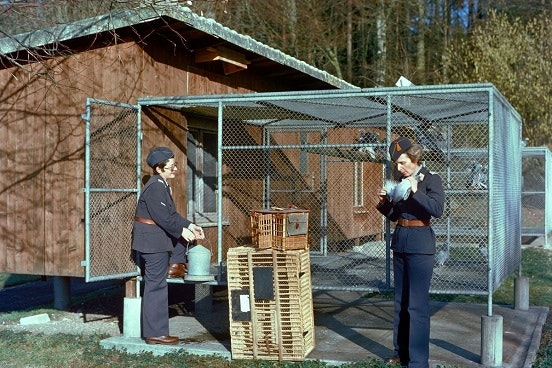 Deux femmes au travail devant la cage du pigeon voyageur, transmission, communication