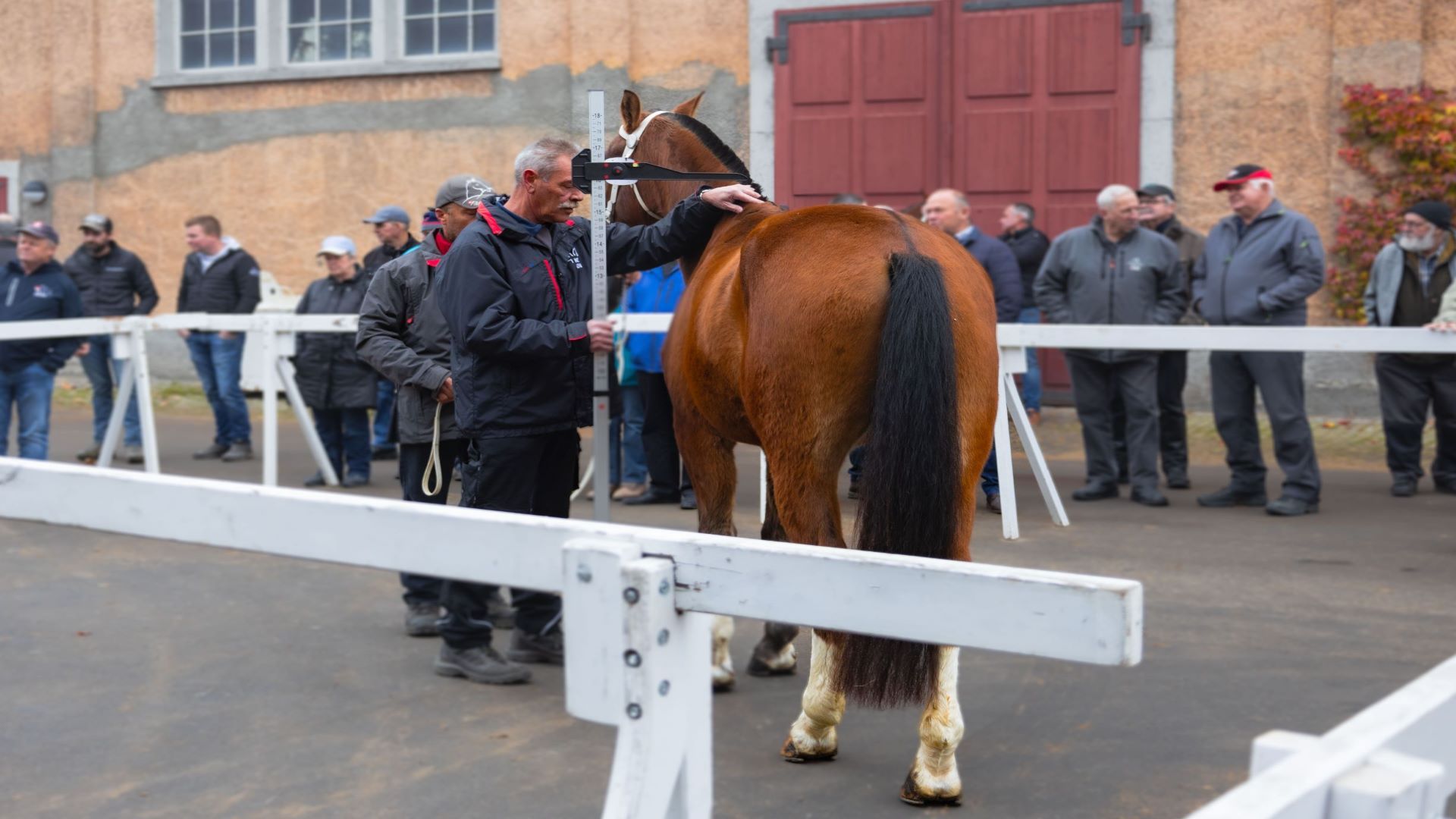 Nous voyons ici un homme qui achète des chevaux pour l'armée et qui mesure la taille du cheval.
