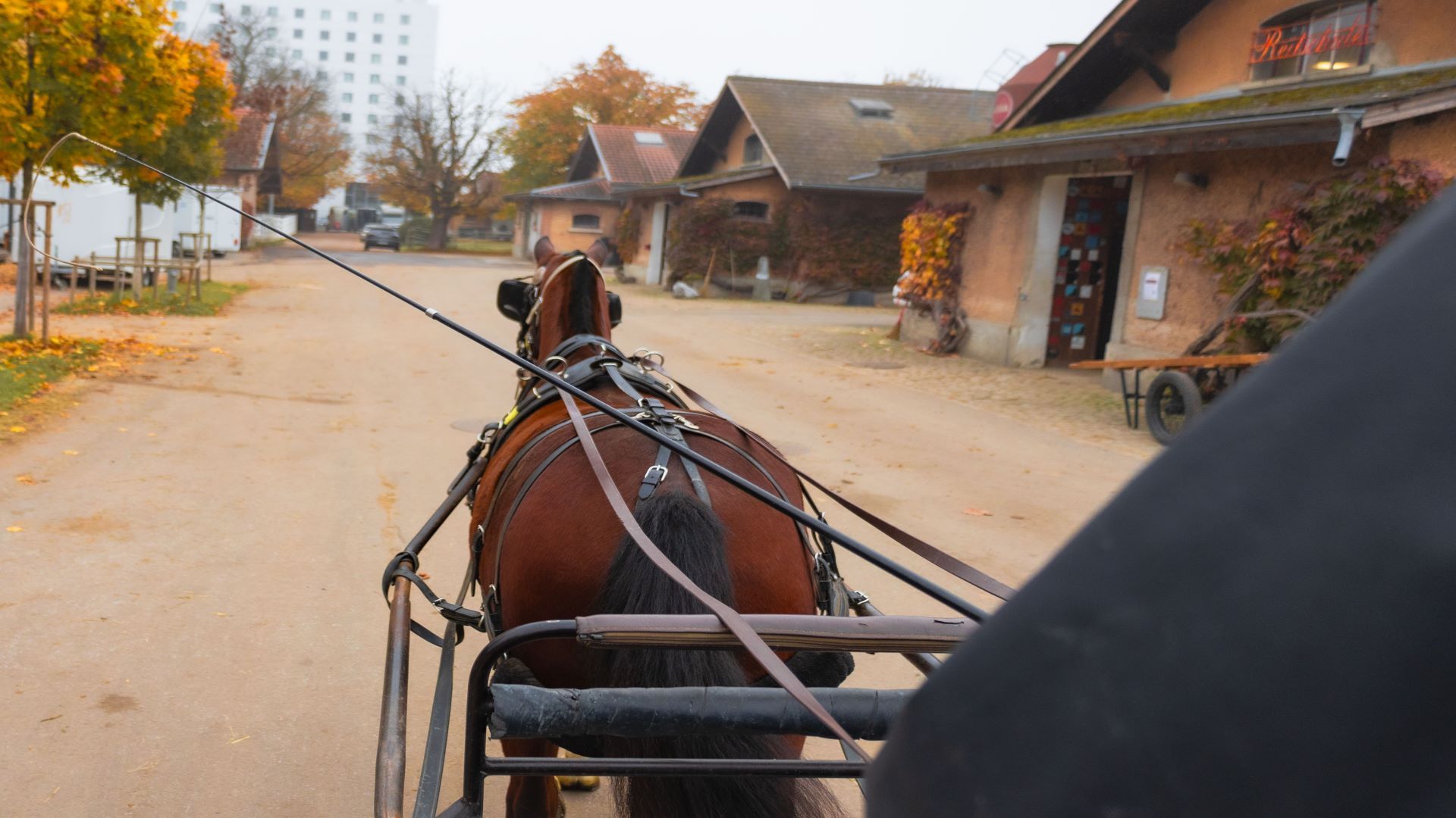 Qui si può vedere una carrozza con un solo cavallo durante una prova di guida.